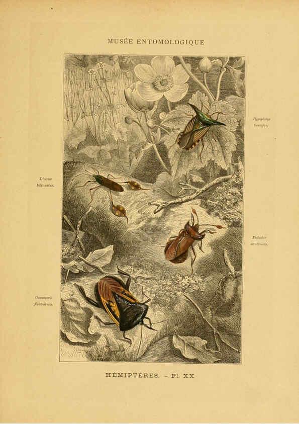Reproducción/Reproduction 6008134437: Les insectes Paris,J. Rothschild,1878