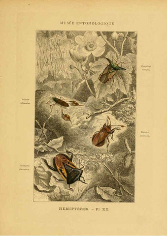 Reproducción/Reproduction 6008134437: Les insectes Paris,J. Rothschild,1878