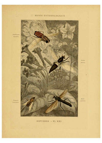 Reproducción/Reproduction 6008681512: Les insectes Paris,J. Rothschild,1878