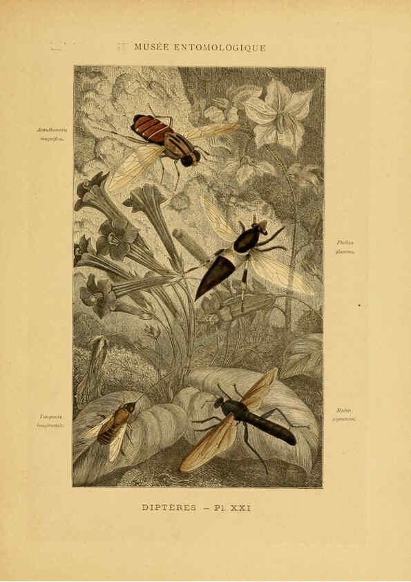 Reproducción/Reproduction 6008681512: Les insectes Paris,J. Rothschild,1878