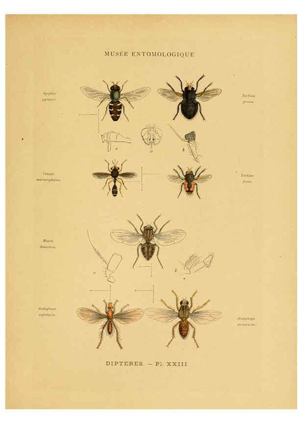 Reproducción/Reproduction 6008135145: Les insectes Paris,J. Rothschild,1878