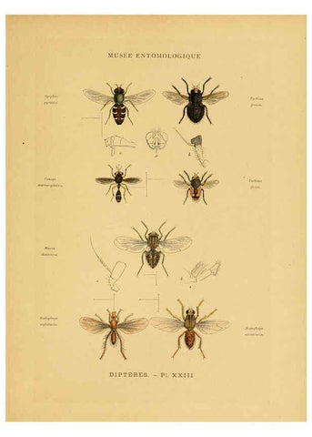 Reproducción/Reproduction 6008135145: Les insectes Paris,J. Rothschild,1878