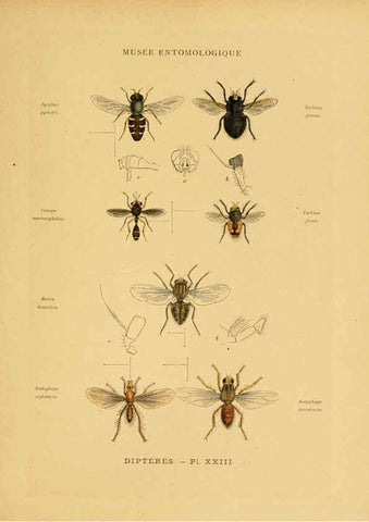 Reproducción/Reproduction 6008135145: Les insectes Paris,J. Rothschild,1878