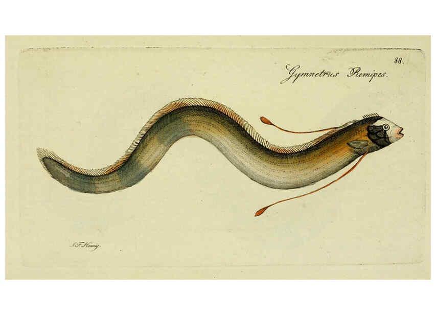 Reproducción/Reproduction 6006034646: M.E. Blochii ... Systema ichthyologiae iconibus CX illustratum v.2 Berolini :Sumtibus auctoris impressum et Bibliopolio Sanderiano commissum,1801