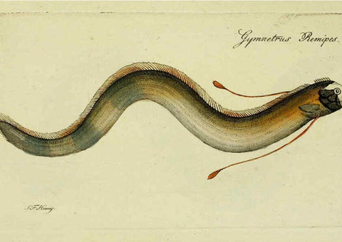 Reproducción/Reproduction 6006034646: M.E. Blochii ... Systema ichthyologiae iconibus CX illustratum v.2 Berolini :Sumtibus auctoris impressum et Bibliopolio Sanderiano commissum,1801
