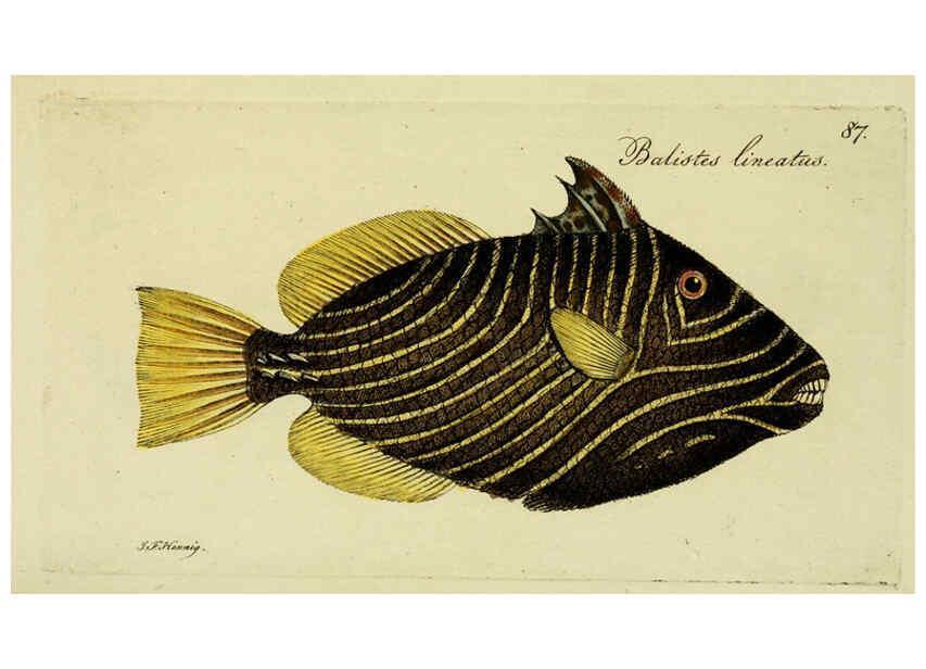 Reproducción/Reproduction 6006034374: M.E. Blochii ... Systema ichthyologiae iconibus CX illustratum v.2 Berolini :Sumtibus auctoris impressum et Bibliopolio Sanderiano commissum,1801