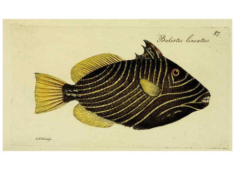 Reproducción/Reproduction 6006034374: M.E. Blochii ... Systema ichthyologiae iconibus CX illustratum v.2 Berolini :Sumtibus auctoris impressum et Bibliopolio Sanderiano commissum,1801