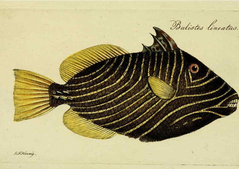 Reproducción/Reproduction 6006034374: M.E. Blochii ... Systema ichthyologiae iconibus CX illustratum v.2 Berolini :Sumtibus auctoris impressum et Bibliopolio Sanderiano commissum,1801