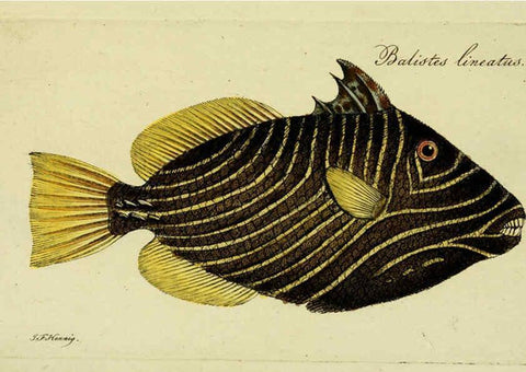 Reproducción/Reproduction 6006034374: M.E. Blochii ... Systema ichthyologiae iconibus CX illustratum v.2 Berolini :Sumtibus auctoris impressum et Bibliopolio Sanderiano commissum,1801