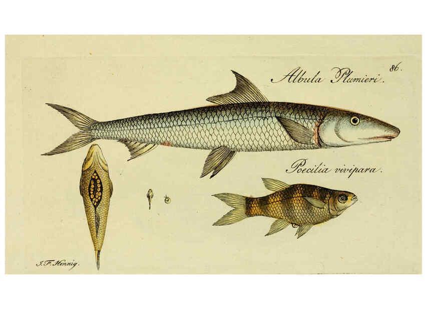 Reproducción/Reproduction 6006034036: M.E. Blochii ... Systema ichthyologiae iconibus CX illustratum v.2 Berolini :Sumtibus auctoris impressum et Bibliopolio Sanderiano commissum,1801