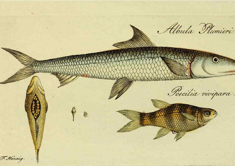 Reproducción/Reproduction 6006034036: M.E. Blochii ... Systema ichthyologiae iconibus CX illustratum v.2 Berolini :Sumtibus auctoris impressum et Bibliopolio Sanderiano commissum,1801