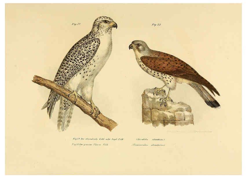 Reproducción/Reproduction 6005172245: Bilder-atlas zur Wissenschaftlich-populären Naturgeschichte der Vögel in ihren sämmtlichen Hauptformen Wien,K.K. Hof und Staatsdruckerei,1864