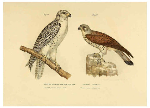 Reproducción/Reproduction 6005172245: Bilder-atlas zur Wissenschaftlich-populären Naturgeschichte der Vögel in ihren sämmtlichen Hauptformen Wien,K.K. Hof und Staatsdruckerei,1864
