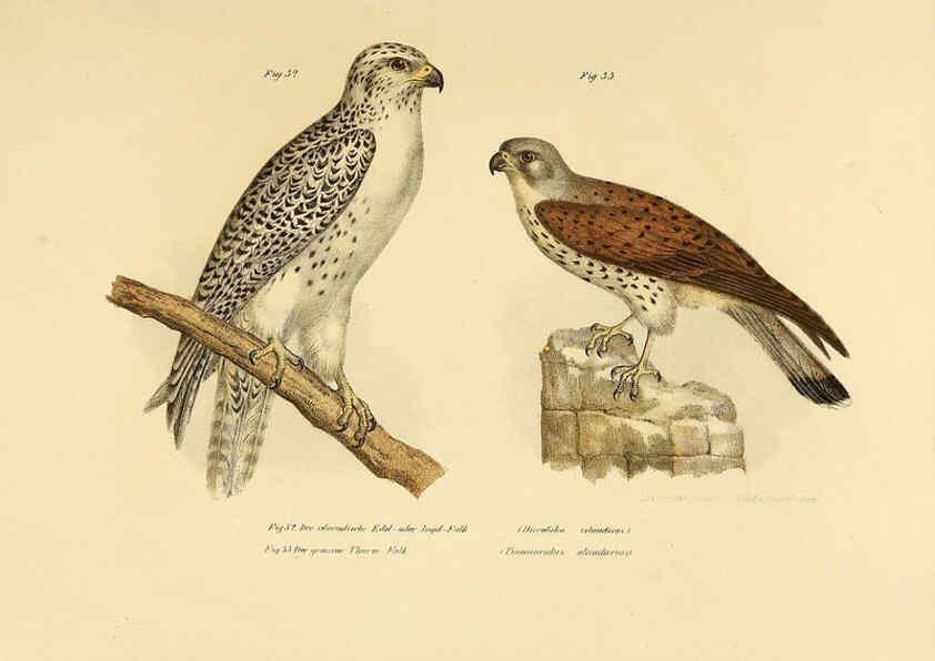 Reproducción/Reproduction 6005172245: Bilder-atlas zur Wissenschaftlich-populären Naturgeschichte der Vögel in ihren sämmtlichen Hauptformen Wien,K.K. Hof und Staatsdruckerei,1864