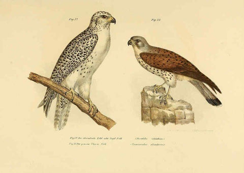 Reproducción/Reproduction 6005172245: Bilder-atlas zur Wissenschaftlich-populären Naturgeschichte der Vögel in ihren sämmtlichen Hauptformen Wien,K.K. Hof und Staatsdruckerei,1864