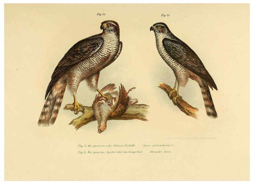 Reproducción/Reproduction 6005717742: Bilder-atlas zur Wissenschaftlich-populären Naturgeschichte der Vögel in ihren sämmtlichen Hauptformen Wien,K.K. Hof und Staatsdruckerei,1864