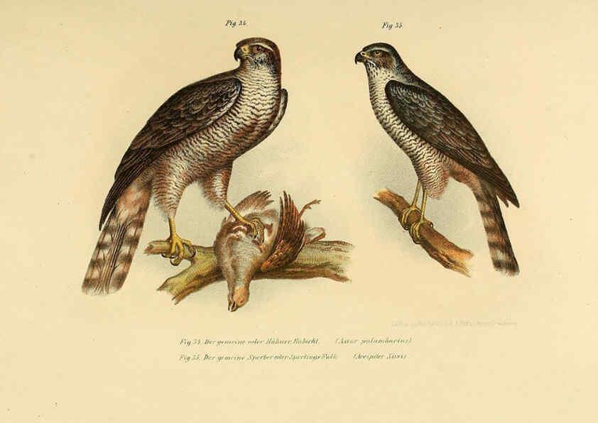 Reproducción/Reproduction 6005717742: Bilder-atlas zur Wissenschaftlich-populären Naturgeschichte der Vögel in ihren sämmtlichen Hauptformen Wien,K.K. Hof und Staatsdruckerei,1864