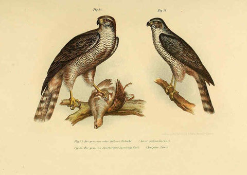 Reproducción/Reproduction 6005717742: Bilder-atlas zur Wissenschaftlich-populären Naturgeschichte der Vögel in ihren sämmtlichen Hauptformen Wien,K.K. Hof und Staatsdruckerei,1864