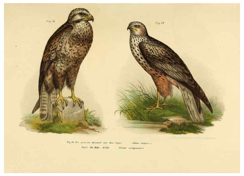 Reproducción/Reproduction 6005717936: Bilder-atlas zur Wissenschaftlich-populären Naturgeschichte der Vögel in ihren sämmtlichen Hauptformen Wien,K.K. Hof und Staatsdruckerei,1864