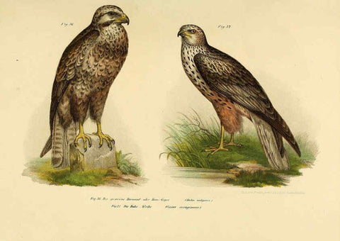 Reproducción/Reproduction 6005717936: Bilder-atlas zur Wissenschaftlich-populären Naturgeschichte der Vögel in ihren sämmtlichen Hauptformen Wien,K.K. Hof und Staatsdruckerei,1864