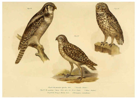 Reproducción/Reproduction 6005718498: Bilder-atlas zur Wissenschaftlich-populären Naturgeschichte der Vögel in ihren sämmtlichen Hauptformen Wien,K.K. Hof und Staatsdruckerei,1864