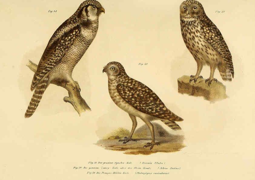 Reproducción/Reproduction 6005718498: Bilder-atlas zur Wissenschaftlich-populären Naturgeschichte der Vögel in ihren sämmtlichen Hauptformen Wien,K.K. Hof und Staatsdruckerei,1864