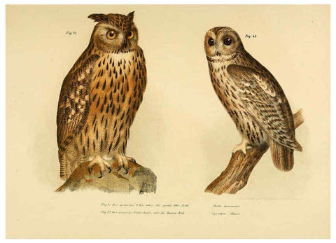 Reproducción/Reproduction 6005718696: Bilder-atlas zur Wissenschaftlich-populären Naturgeschichte der Vögel in ihren sämmtlichen Hauptformen Wien,K.K. Hof und Staatsdruckerei,1864