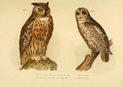 Reproducción/Reproduction 6005718696: Bilder-atlas zur Wissenschaftlich-populären Naturgeschichte der Vögel in ihren sämmtlichen Hauptformen Wien,K.K. Hof und Staatsdruckerei,1864