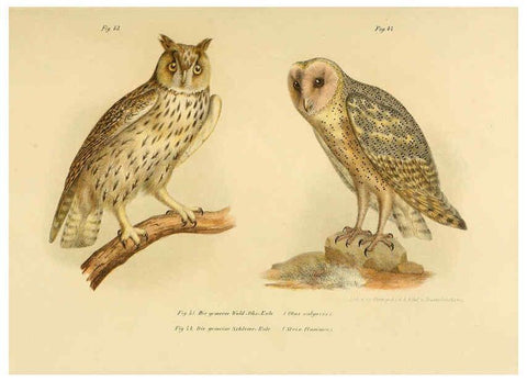 Reproducción/Reproduction 6005719000: Bilder-atlas zur Wissenschaftlich-populären Naturgeschichte der Vögel in ihren sämmtlichen Hauptformen Wien,K.K. Hof und Staatsdruckerei,1864