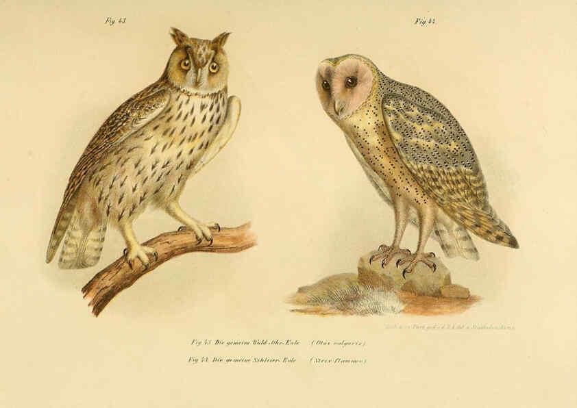 Reproducción/Reproduction 6005719000: Bilder-atlas zur Wissenschaftlich-populären Naturgeschichte der Vögel in ihren sämmtlichen Hauptformen Wien,K.K. Hof und Staatsdruckerei,1864