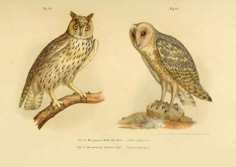 Reproducción/Reproduction 6005719000: Bilder-atlas zur Wissenschaftlich-populären Naturgeschichte der Vögel in ihren sämmtlichen Hauptformen Wien,K.K. Hof und Staatsdruckerei,1864