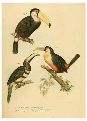 Reproducción/Reproduction 6005719318: Bilder-atlas zur Wissenschaftlich-populären Naturgeschichte der Vögel in ihren sämmtlichen Hauptformen Wien,K.K. Hof und Staatsdruckerei,1864