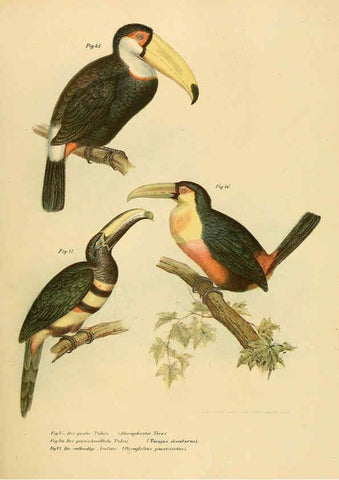 Reproducción/Reproduction 6005719318: Bilder-atlas zur Wissenschaftlich-populären Naturgeschichte der Vögel in ihren sämmtlichen Hauptformen Wien,K.K. Hof und Staatsdruckerei,1864