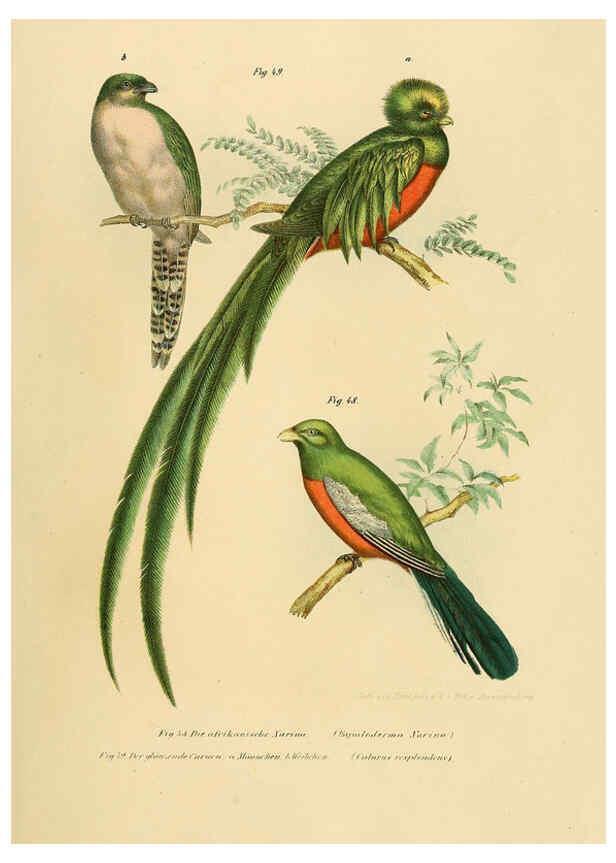 Reproducción/Reproduction 6005174489: Bilder-atlas zur Wissenschaftlich-populären Naturgeschichte der Vögel in ihren sämmtlichen Hauptformen Wien,K.K. Hof und Staatsdruckerei,1864