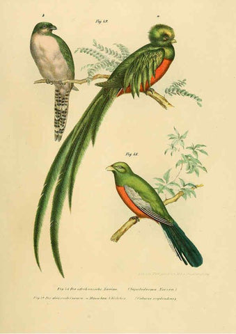 Reproducción/Reproduction 6005174489: Bilder-atlas zur Wissenschaftlich-populären Naturgeschichte der Vögel in ihren sämmtlichen Hauptformen Wien,K.K. Hof und Staatsdruckerei,1864