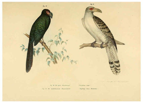 Reproducción/Reproduction 6005719858: Bilder-atlas zur Wissenschaftlich-populären Naturgeschichte der Vögel in ihren sämmtlichen Hauptformen Wien,K.K. Hof und Staatsdruckerei,1864