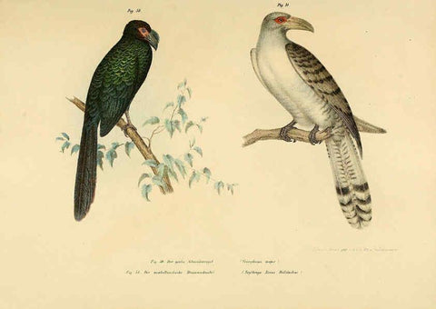 Reproducción/Reproduction 6005719858: Bilder-atlas zur Wissenschaftlich-populären Naturgeschichte der Vögel in ihren sämmtlichen Hauptformen Wien,K.K. Hof und Staatsdruckerei,1864
