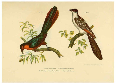 Reproducción/Reproduction 6005175137: Bilder-atlas zur Wissenschaftlich-populären Naturgeschichte der Vögel in ihren sämmtlichen Hauptformen Wien,K.K. Hof und Staatsdruckerei,1864
