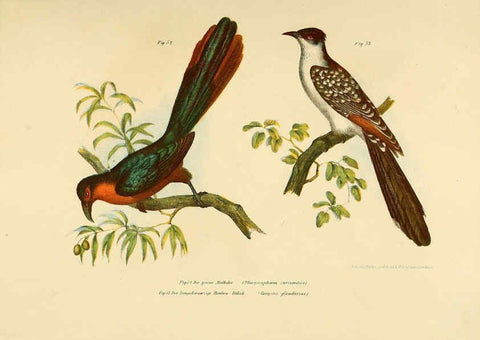 Reproducción/Reproduction 6005175137: Bilder-atlas zur Wissenschaftlich-populären Naturgeschichte der Vögel in ihren sämmtlichen Hauptformen Wien,K.K. Hof und Staatsdruckerei,1864