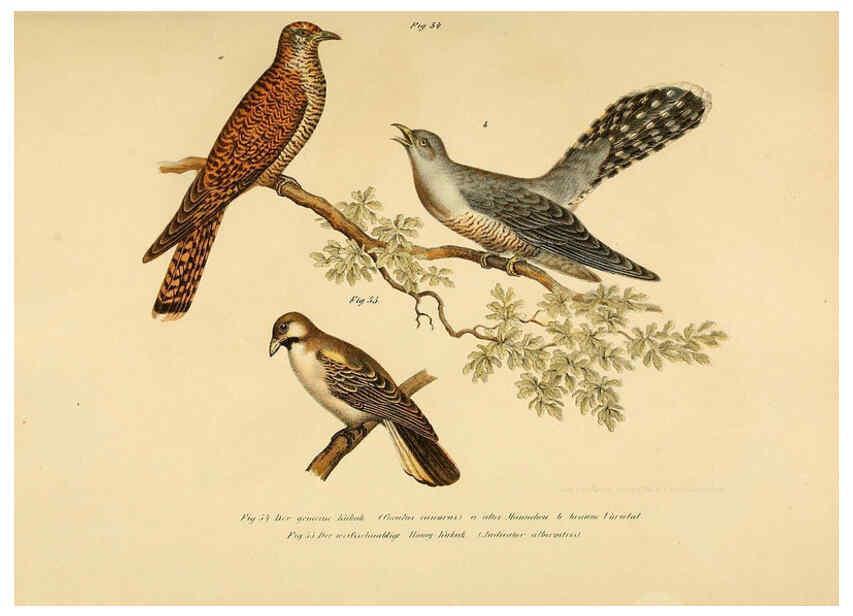 Reproducción/Reproduction 6005175469: Bilder-atlas zur Wissenschaftlich-populären Naturgeschichte der Vögel in ihren sämmtlichen Hauptformen Wien,K.K. Hof und Staatsdruckerei,1864