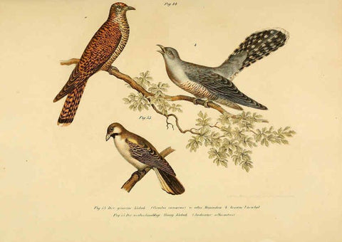 Reproducción/Reproduction 6005175469: Bilder-atlas zur Wissenschaftlich-populären Naturgeschichte der Vögel in ihren sämmtlichen Hauptformen Wien,K.K. Hof und Staatsdruckerei,1864