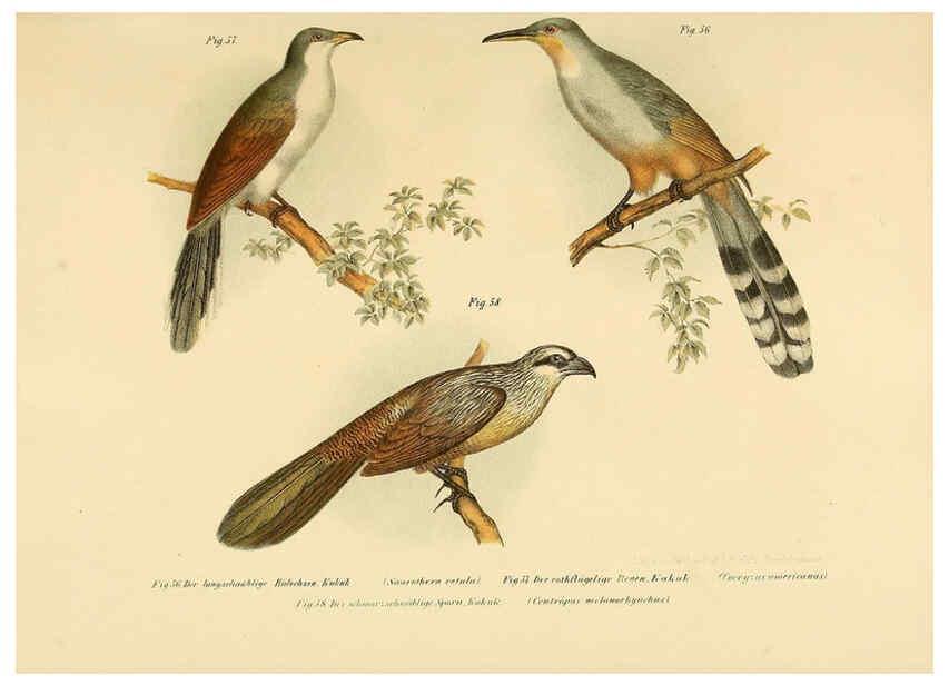 Reproducción/Reproduction 6005720674: Bilder-atlas zur Wissenschaftlich-populären Naturgeschichte der Vögel in ihren sämmtlichen Hauptformen Wien,K.K. Hof und Staatsdruckerei,1864