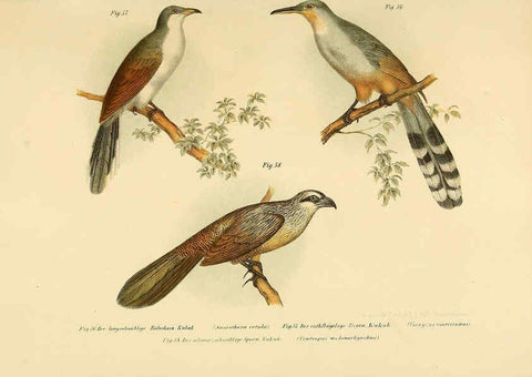 Reproducción/Reproduction 6005720674: Bilder-atlas zur Wissenschaftlich-populären Naturgeschichte der Vögel in ihren sämmtlichen Hauptformen Wien,K.K. Hof und Staatsdruckerei,1864