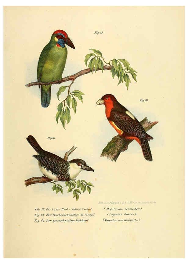 Reproducción/Reproduction 6005720898: Bilder-atlas zur Wissenschaftlich-populären Naturgeschichte der Vögel in ihren sämmtlichen Hauptformen Wien,K.K. Hof und Staatsdruckerei,1864