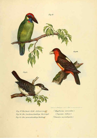 Reproducción/Reproduction 6005720898: Bilder-atlas zur Wissenschaftlich-populären Naturgeschichte der Vögel in ihren sämmtlichen Hauptformen Wien,K.K. Hof und Staatsdruckerei,1864