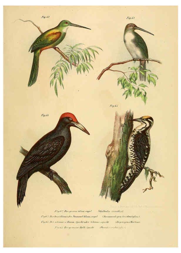 Reproducción/Reproduction 6005176143: Bilder-atlas zur Wissenschaftlich-populären Naturgeschichte der Vögel in ihren sämmtlichen Hauptformen Wien,K.K. Hof und Staatsdruckerei,1864