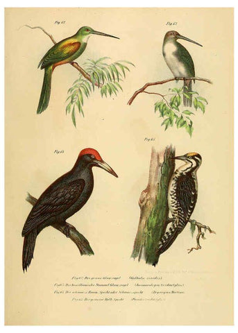 Reproducción/Reproduction 6005176143: Bilder-atlas zur Wissenschaftlich-populären Naturgeschichte der Vögel in ihren sämmtlichen Hauptformen Wien,K.K. Hof und Staatsdruckerei,1864