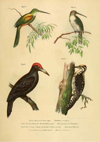 Reproducción/Reproduction 6005176143: Bilder-atlas zur Wissenschaftlich-populären Naturgeschichte der Vögel in ihren sämmtlichen Hauptformen Wien,K.K. Hof und Staatsdruckerei,1864