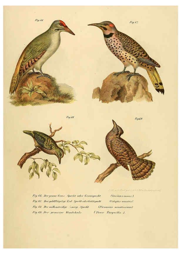 Reproducción/Reproduction 6005176451: Bilder-atlas zur Wissenschaftlich-populären Naturgeschichte der Vögel in ihren sämmtlichen Hauptformen Wien,K.K. Hof und Staatsdruckerei,1864