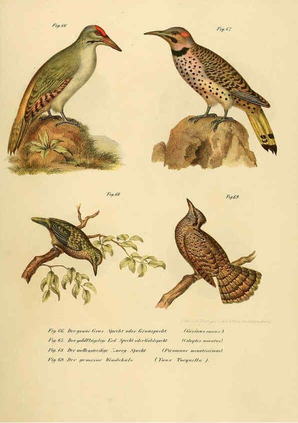 Reproducción/Reproduction 6005176451: Bilder-atlas zur Wissenschaftlich-populären Naturgeschichte der Vögel in ihren sämmtlichen Hauptformen Wien,K.K. Hof und Staatsdruckerei,1864
